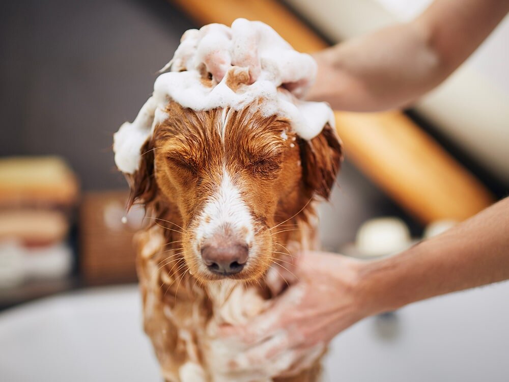 Benefits of Probiotics in Pet Grooming Products