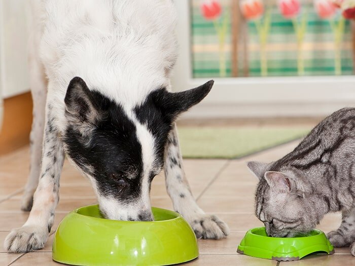 Decisions, Decisions. What Pet Food Do I Pick?