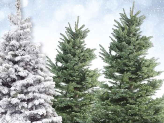 The Noble Christmas Tree with Mike Darcy