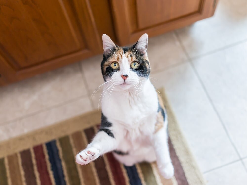 Unlocking the Secrets to a Picky Felines Taste Buds