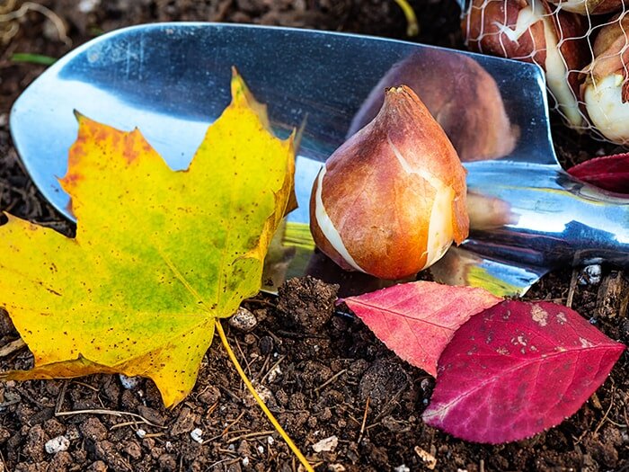 Planting Fall Bulbs for Spring Blooms with Mike Darcy