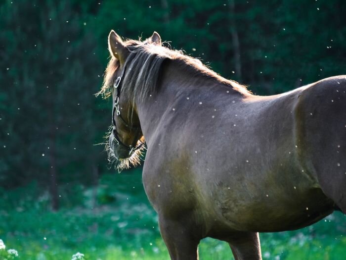 West Nile Virus: What It Is and How to Prevent It in Your Horse