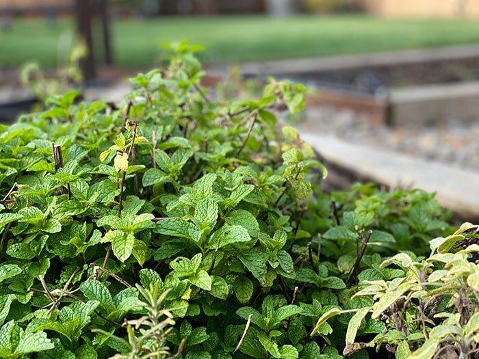 December Garden Tips with Mike Darcy