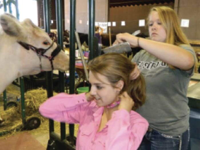 What Stock Shows Are All About