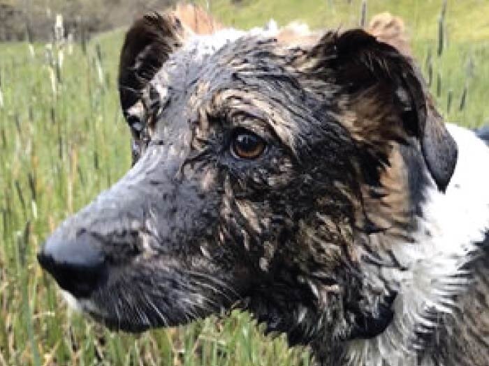 Love Mud & Hate Baths: Tips For Doggy Bath Time