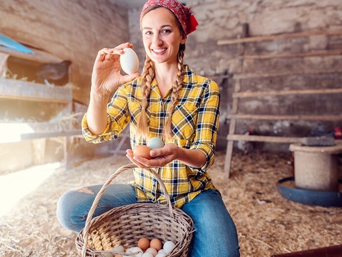 When Do Chickens Start Laying Eggs?