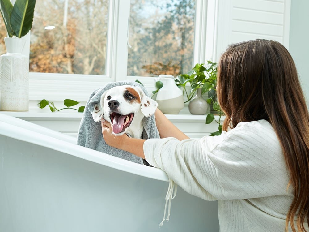 Choosing the Right Shampoo for Your Pet