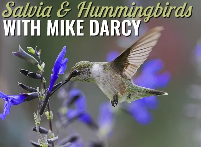 Salvia & Hummingbirds with Mike Darcy
