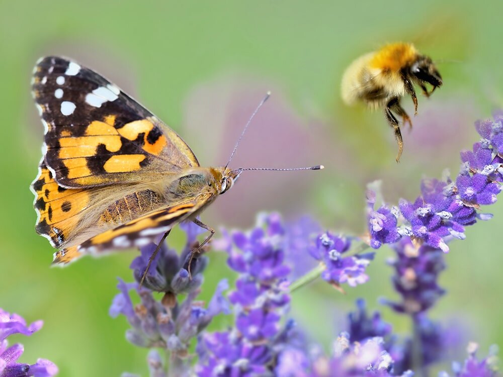 Attracting Garden Guests: Butterflies, Bees & Hummingbirds with Mike Darcy
