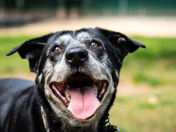 Is my dog senior?