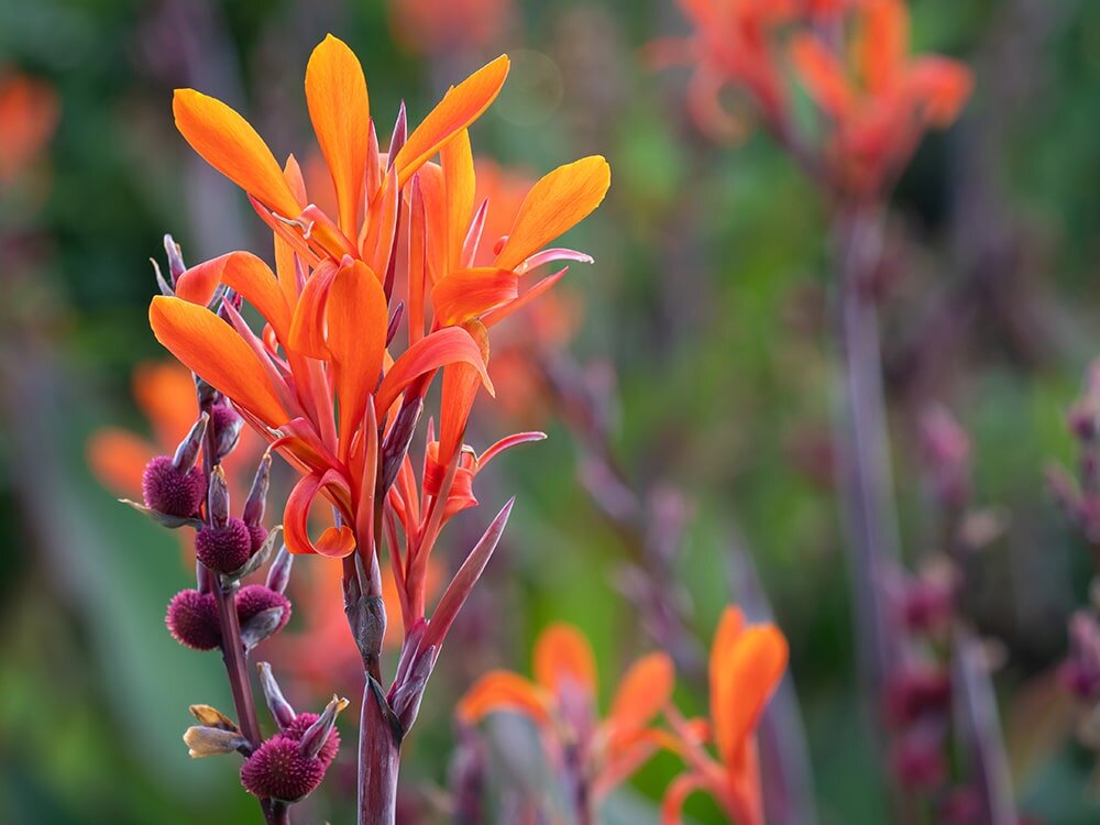 Cannas for Blooms & Bold Foliage with Mike Darcy