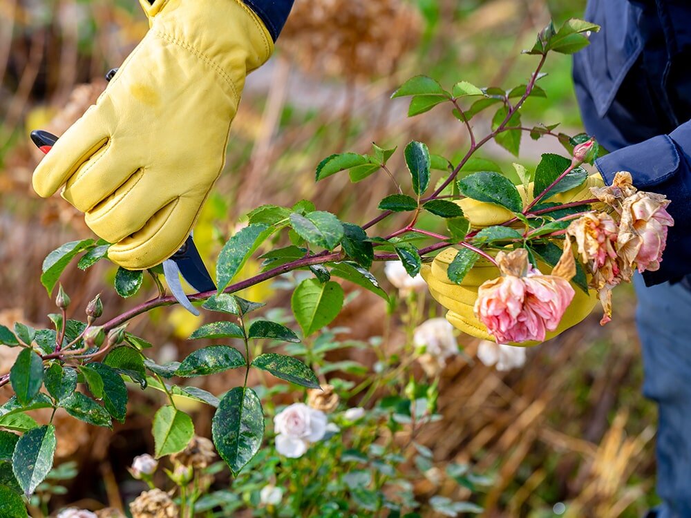Your February Garden Checklist with Mike Darcy