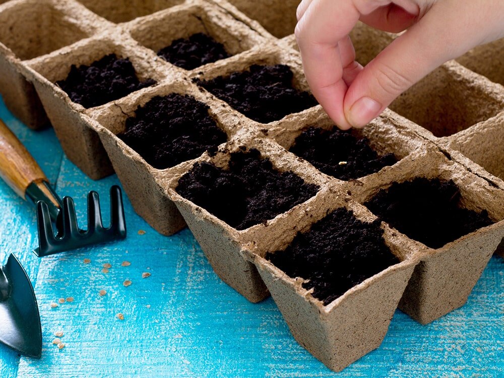 Seed Starting with Grow Lights