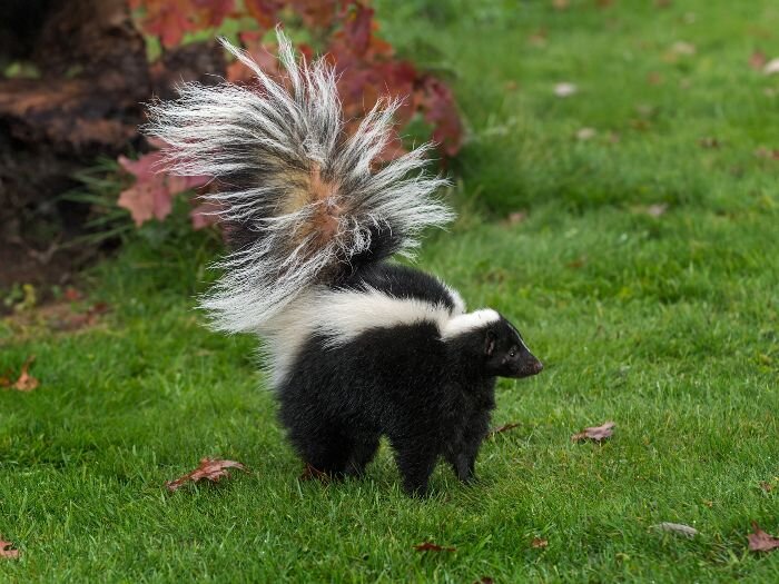 How to Get Skunk Smell Off Your Dog