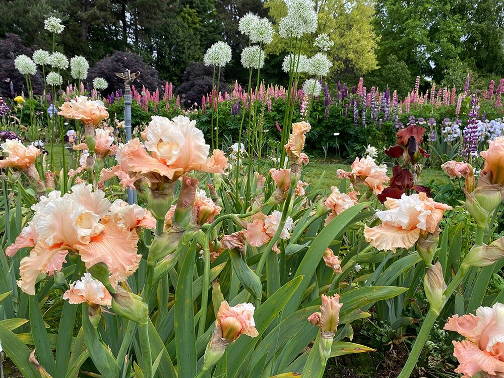 How to Plant Bearded Iris in the Garden