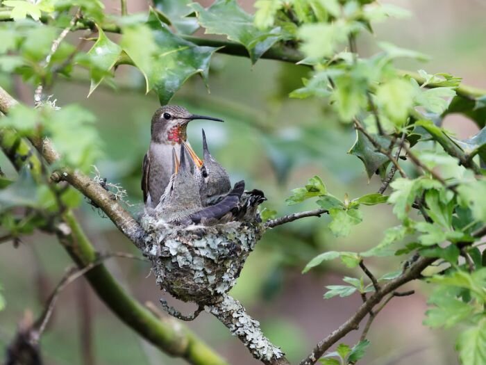 Feeding Birds in the Spring