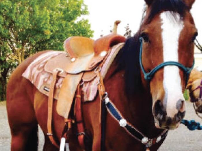 Trail Riding with My New Horse “Oakley”