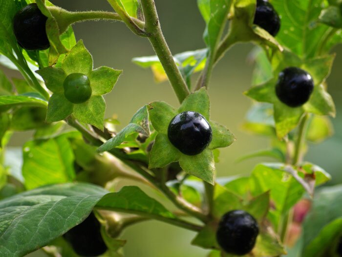 Take Caution With Unfamiliar Berry Plants