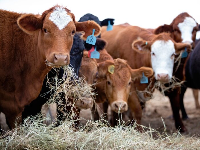Herd Health: Selecting Cattle Minerals