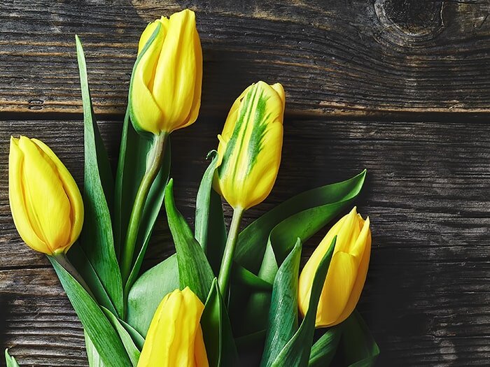 Springing Up with Benjamin Moore