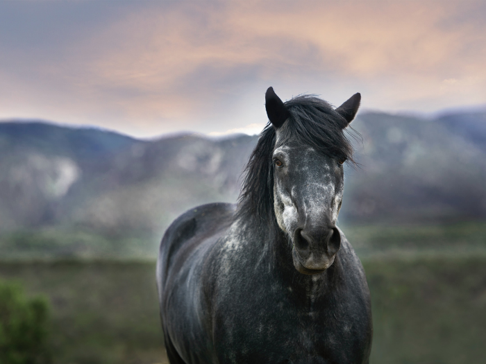 Senior Horse Care & Feeding