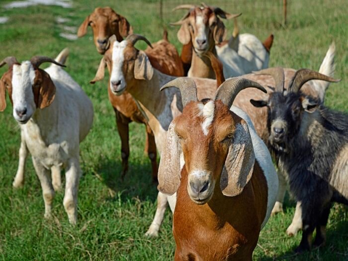 The 10 Best Goat Breeds for Beginners