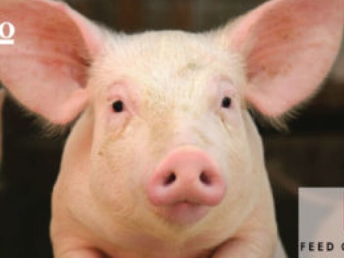 Wilco & Purina Invite Pig Owners to Free Educational Events