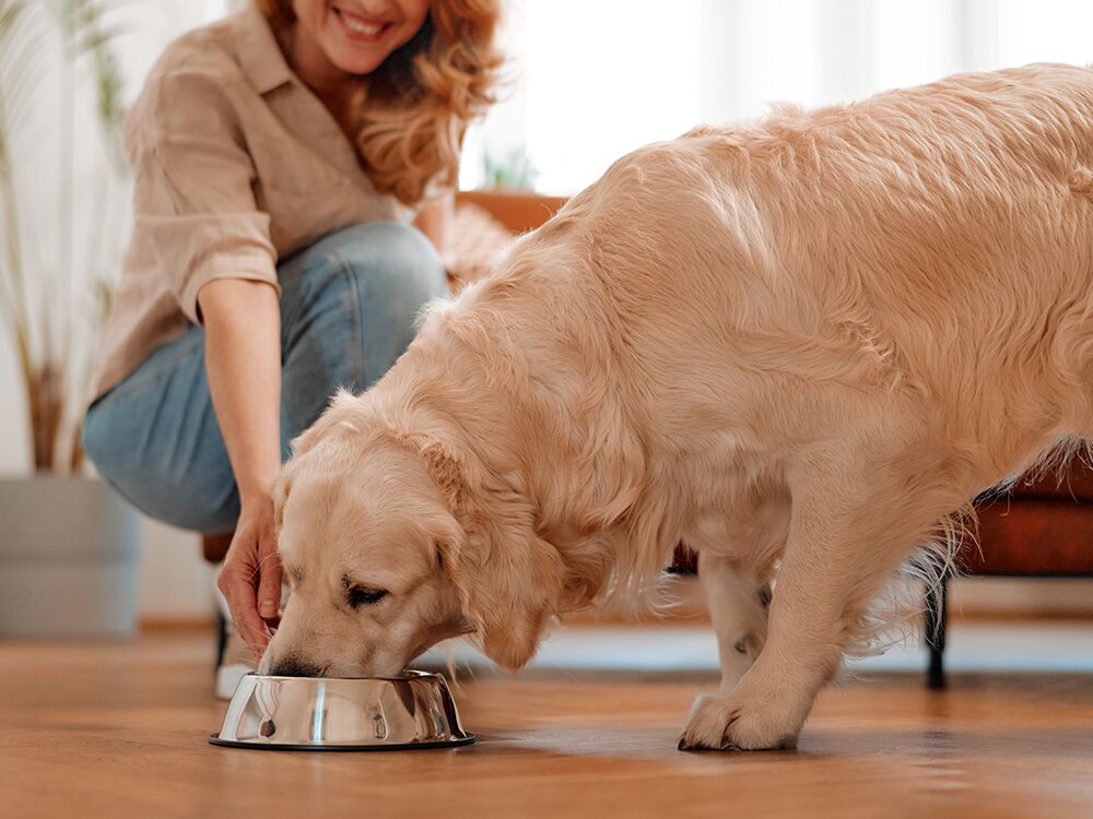 How Often Should You Be Feeding Your Pet?