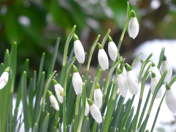 Seasonal Planting Guide: Winter to Early Spring