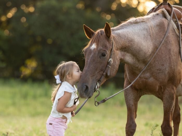 10 Best Horse Breeds for Beginners & Families