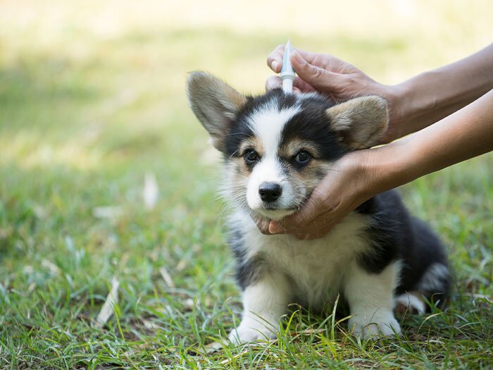 Year-Round Flea Prevention Tips for Pet Owners