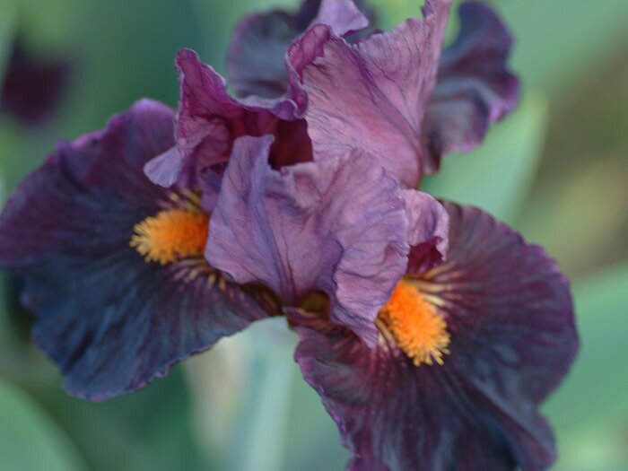 Growing & Maintaining Irises with Mike Darcy