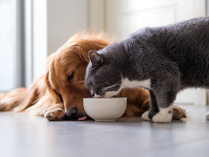 Do Dogs & Cats Have Taste Buds?