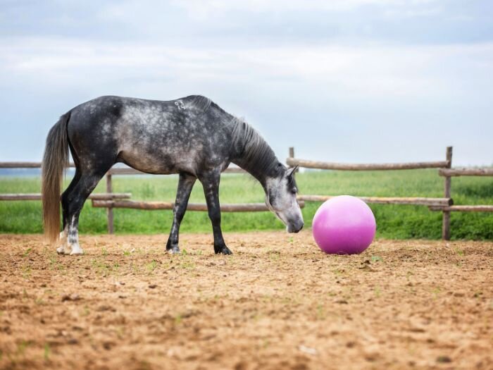 Equine Boredom Busters to Keep Your Horse Happy and Engaged
