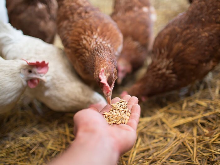 What to Feed Your Chickens: Chicken Food Guide