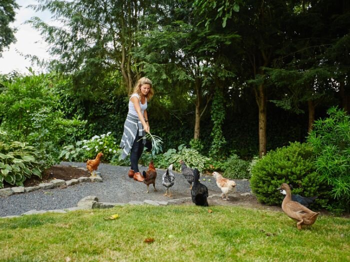 The Chicken-Approved Garden: Planting for a Healthy Flock