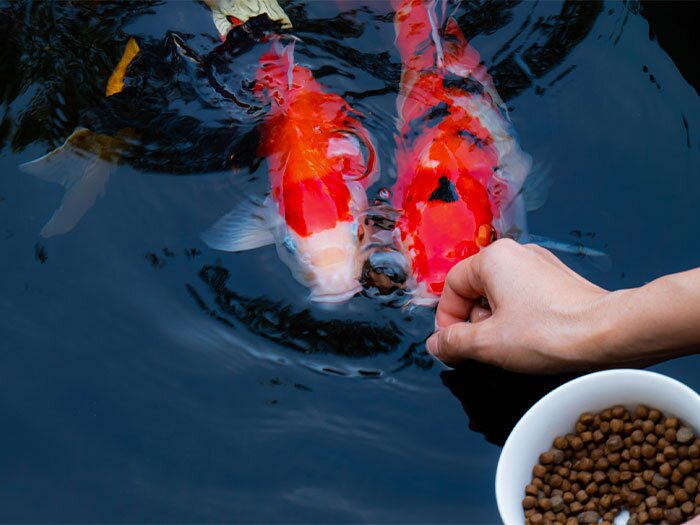 How to Take Care of Koi Fish