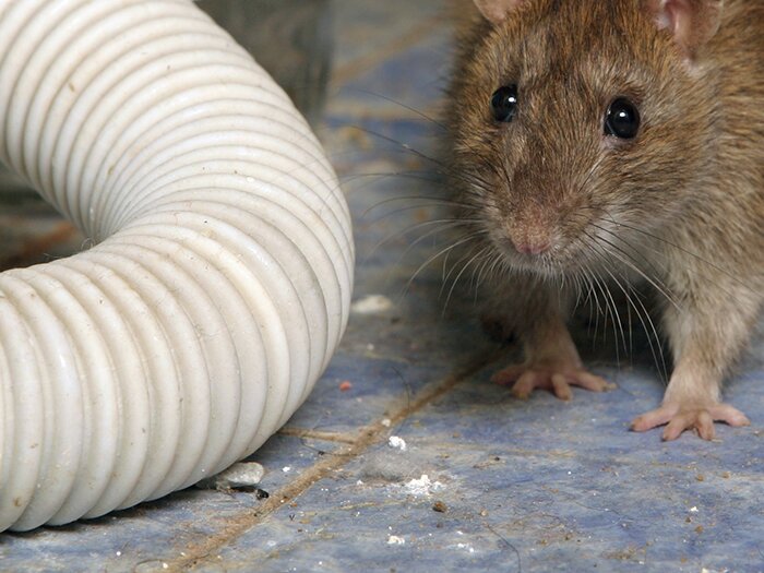 Fall Rodent Pest Prevention