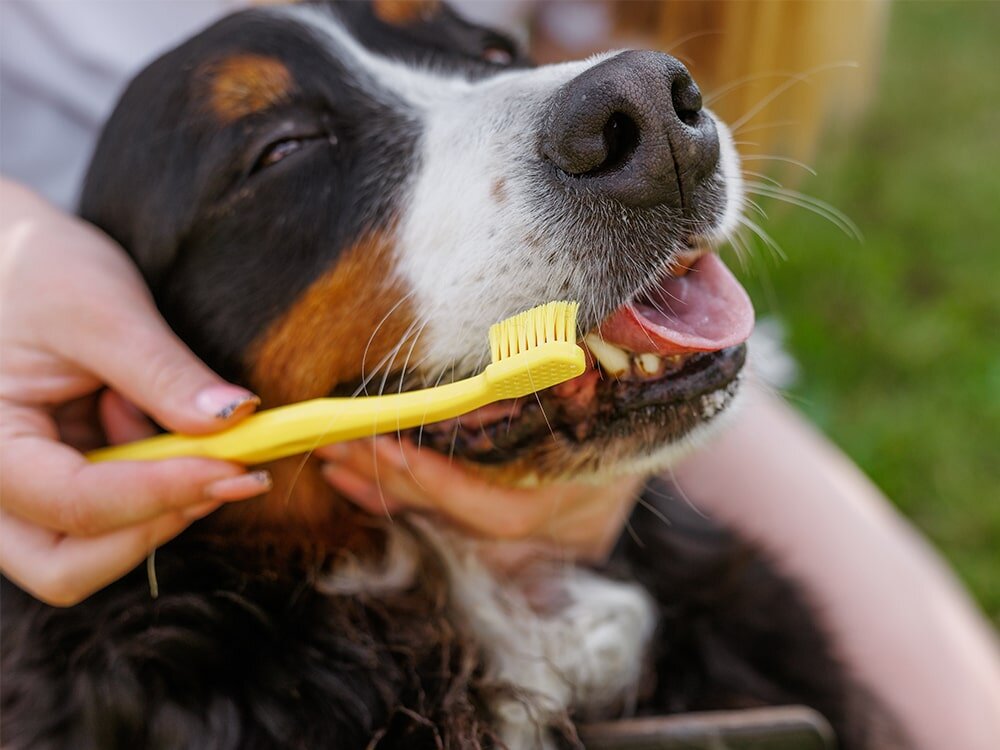The Hidden Dangers of Bad Breath: Why Dental Health Matters for Your Pet