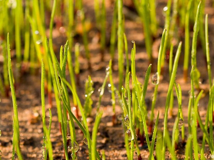 Planting a New Lawn in the Fall