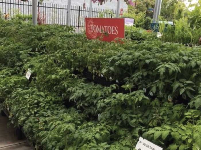 Talking Tomatoes with Mike Darcy