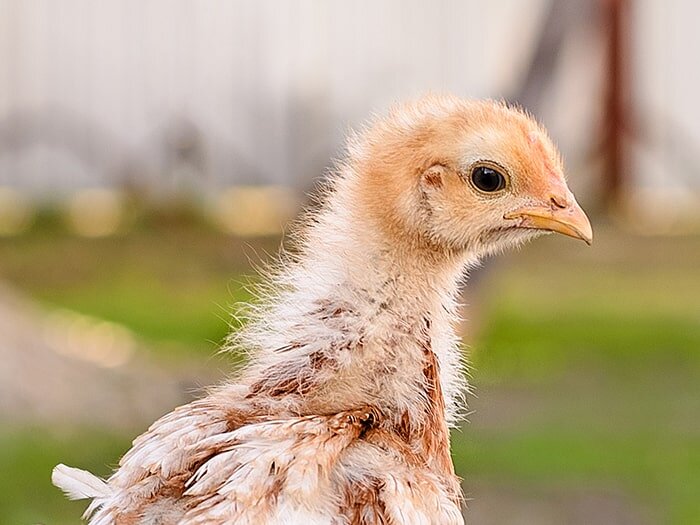 Is Your Chick a Pullet or Cockerel? Teenage Chicken FAQs