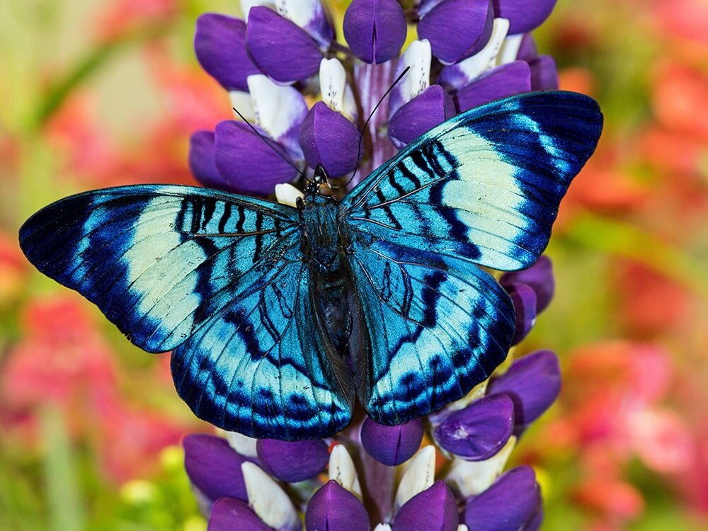 Welcoming Butterflies to Our Gardens