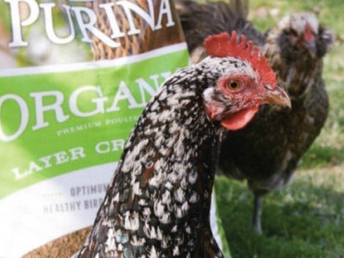 Two Paths to Organic Farm Fresh Eggs