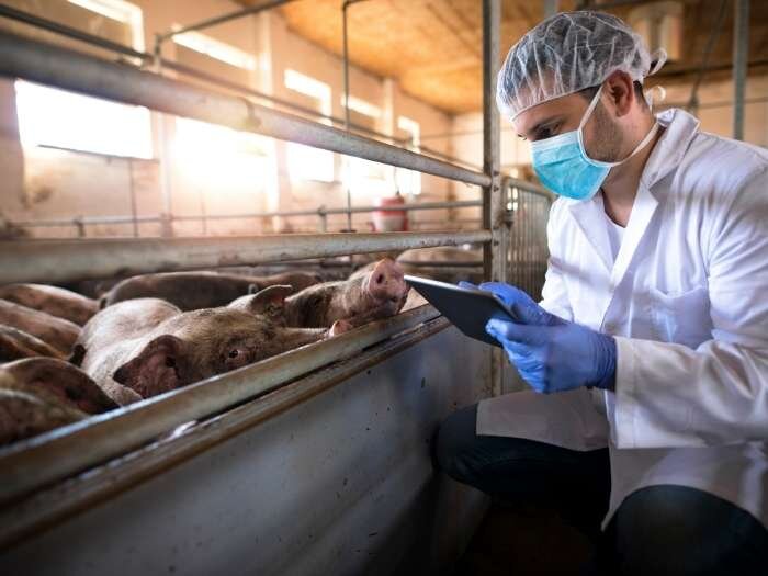 Livestock Vaccination Safety and Basics