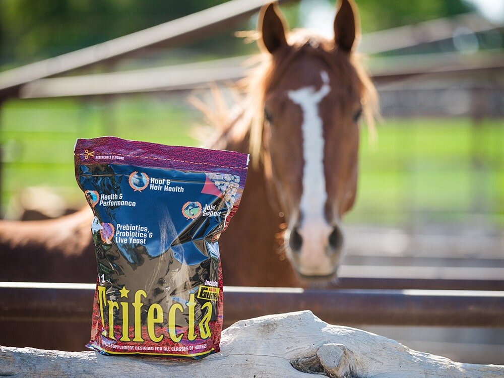 Keeping Your Horse’s Joints Fluid & Functional