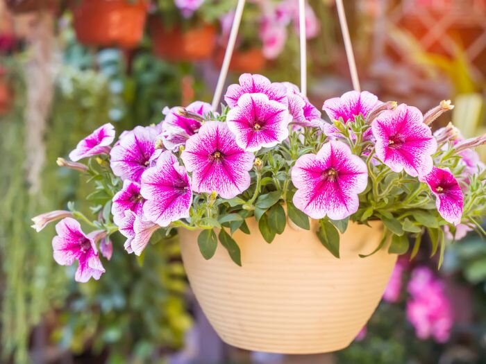 Keeping Your Hanging Basket Healthy & Full All Season Long