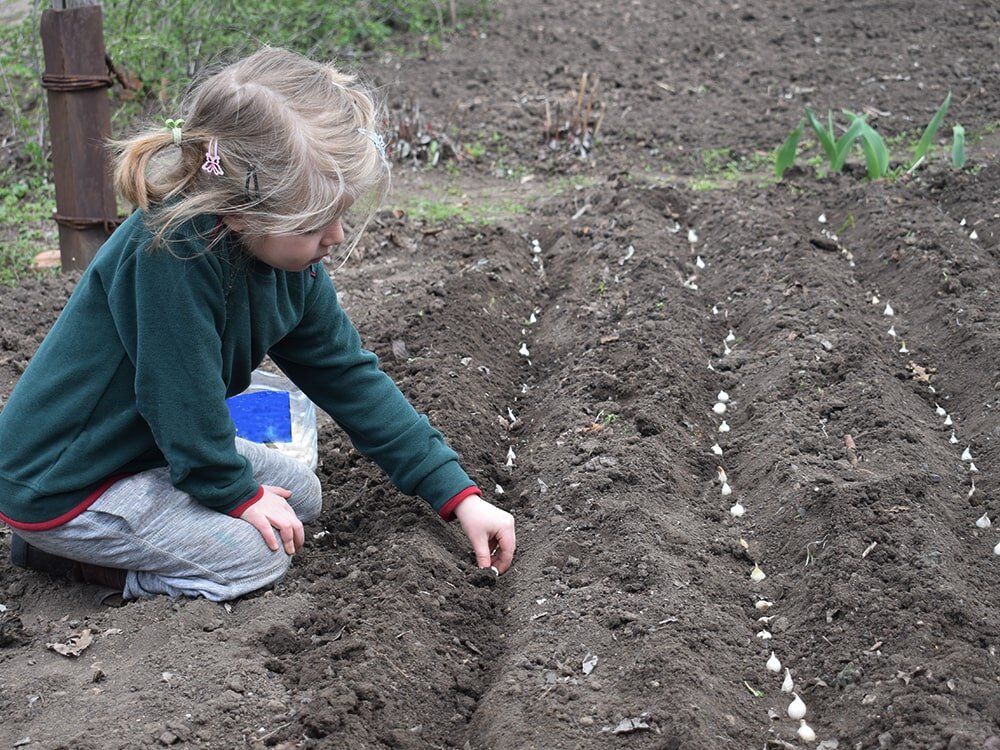 Growing Onions from Seed