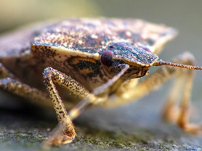 What's Bugging You? Controlling Stink Bugs