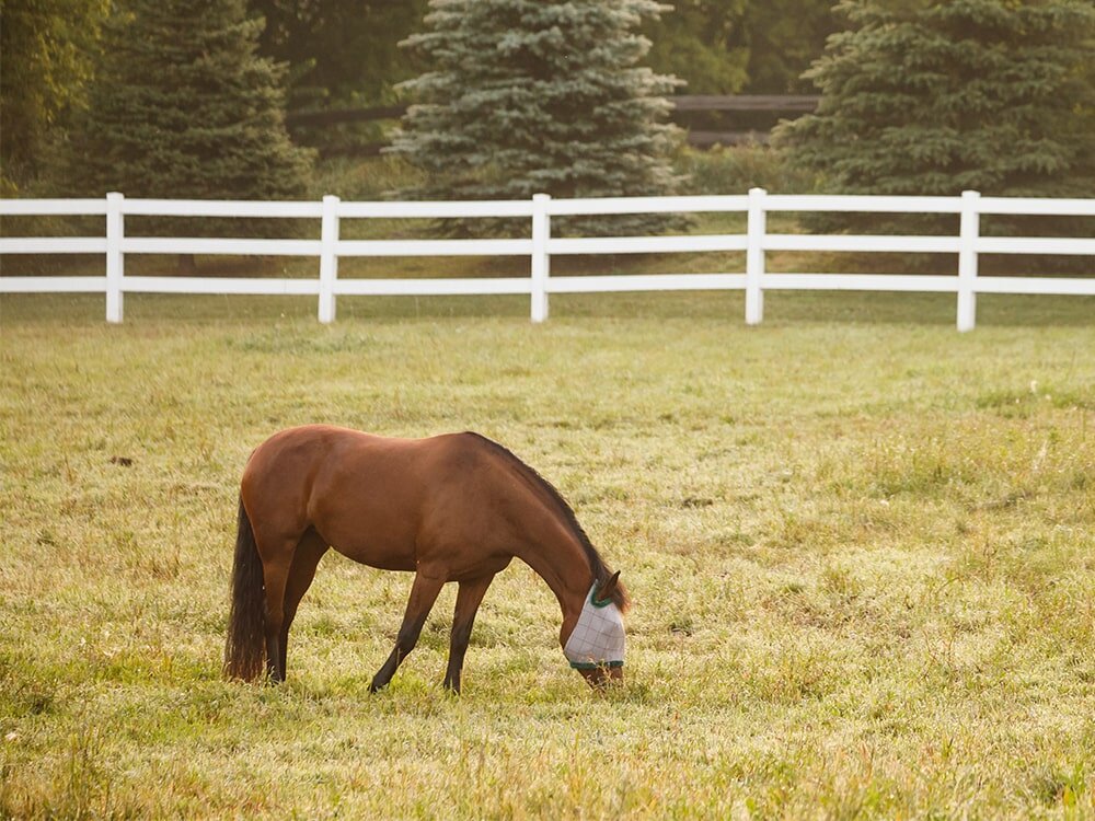 No Fly Zone: Effective Strategies for Fly Deterrents around Your Horse